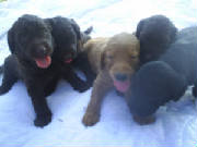 puppies062.jpg